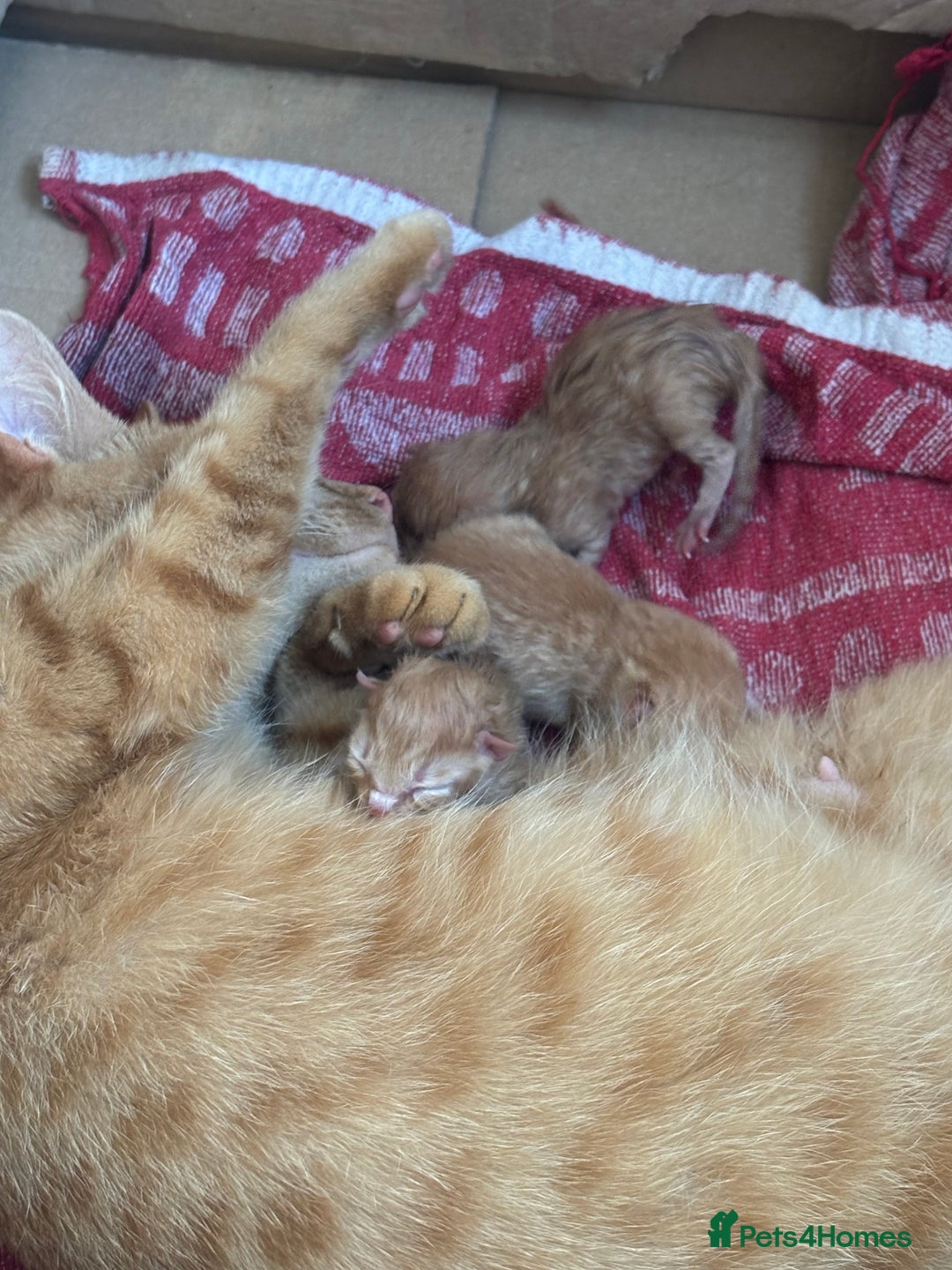 Siberian cats for sale: Ginger Siberian cross  - Image 14