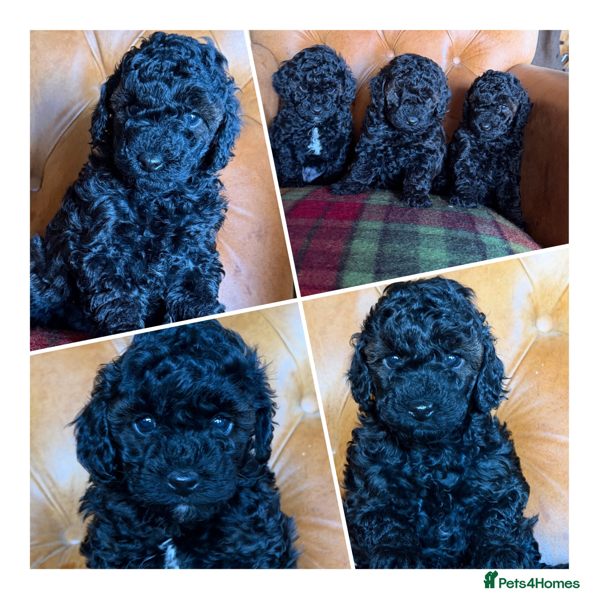 Toy Poodle dogs Toy poodle girls DNA tested parents  - Advert 14