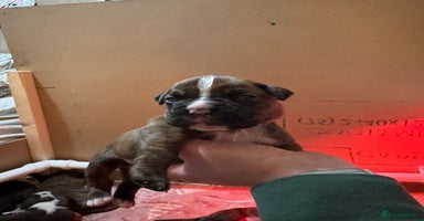 Boxer dogs Pure Boxer Puppies  - Advert 10