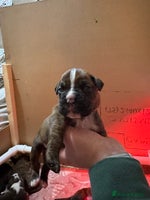 Boxer dogs Pure Boxer Puppies - Advert 1