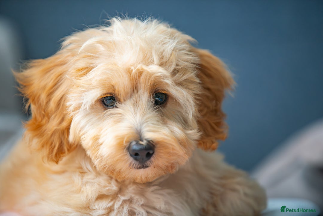 Maltipoo dogs for sale: Gorgeous Maltipoo Puppies – 3 Boys & 3 Girls - Image 7
