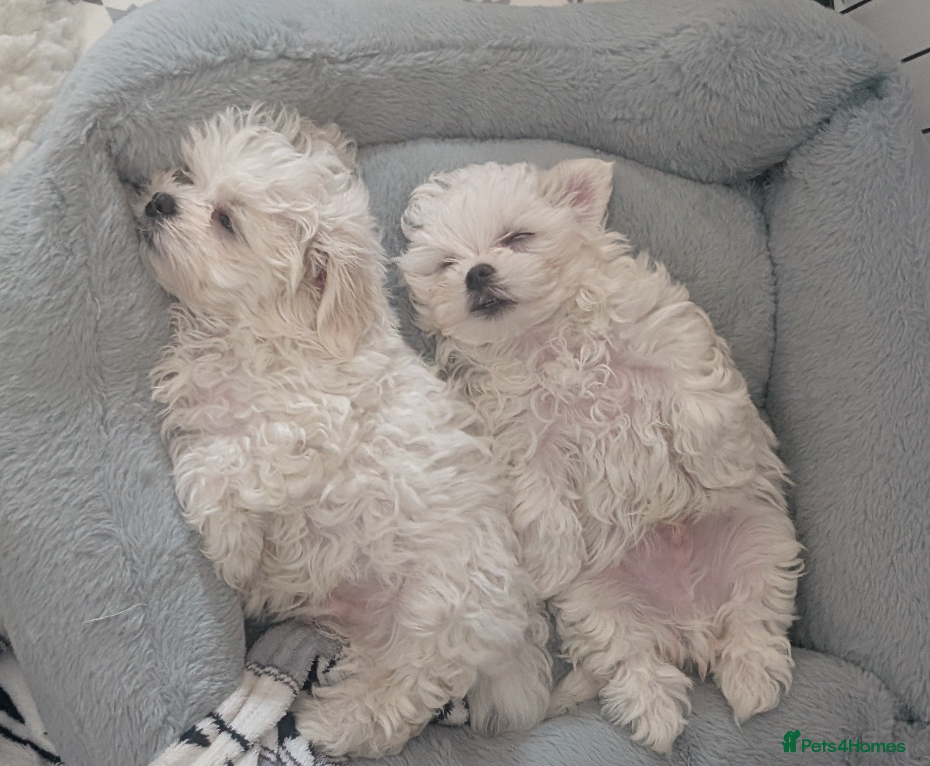 Maltese dogs TOY BOY MALTESE 💙💙 PRICE REDUCED! - Advert 12