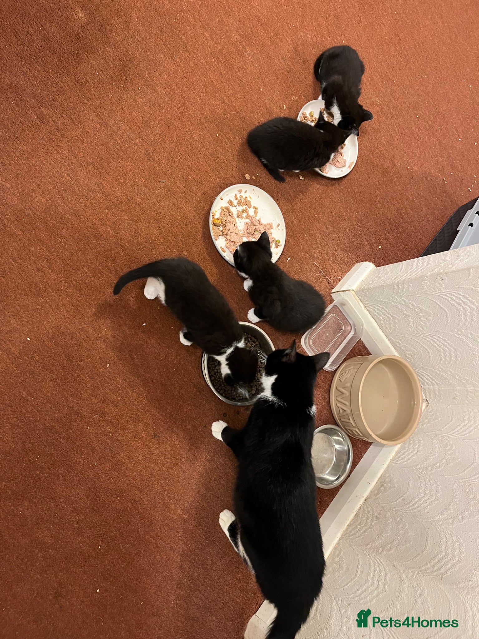 Mixed Breed cats for sale: The Tuxedo Quartet - Advert 2