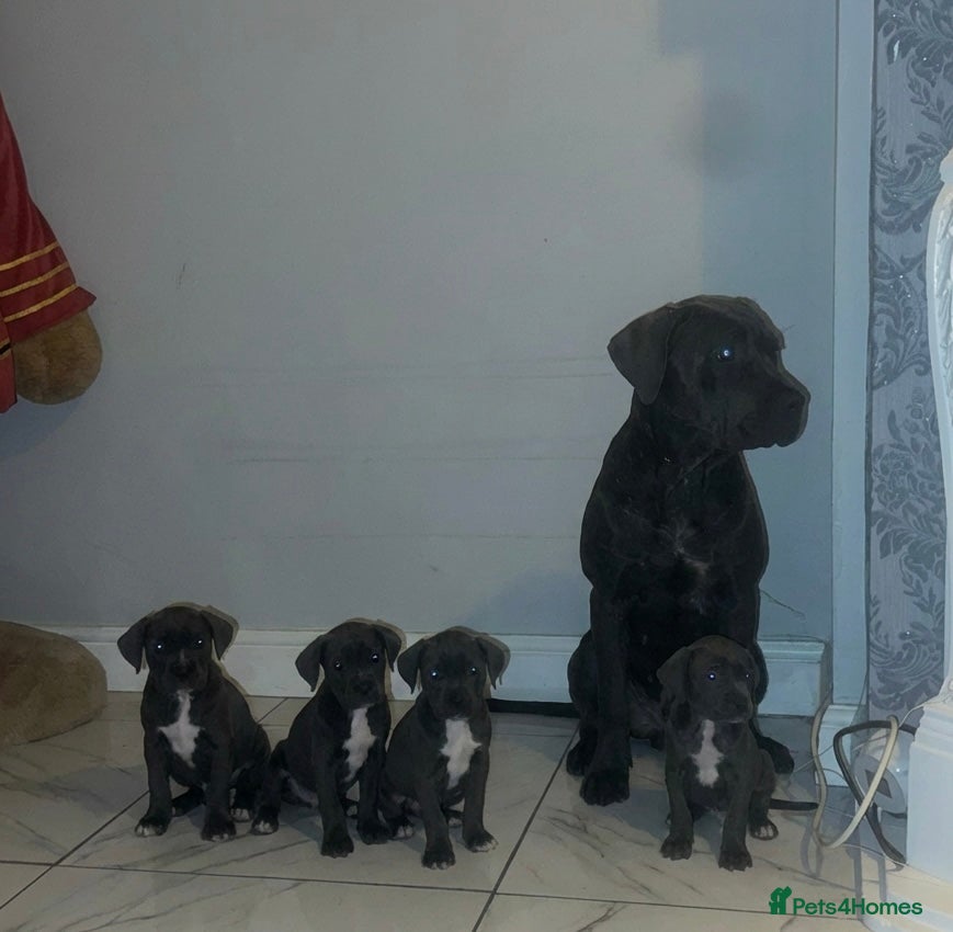 Cane Corso dogs Price drop 4 remaining cane corso pups 🐶  - Advert 2