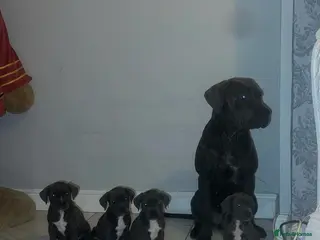 Cane Corso dogs Price drop 4 remaining cane corso pups 🐶 - Advert 2