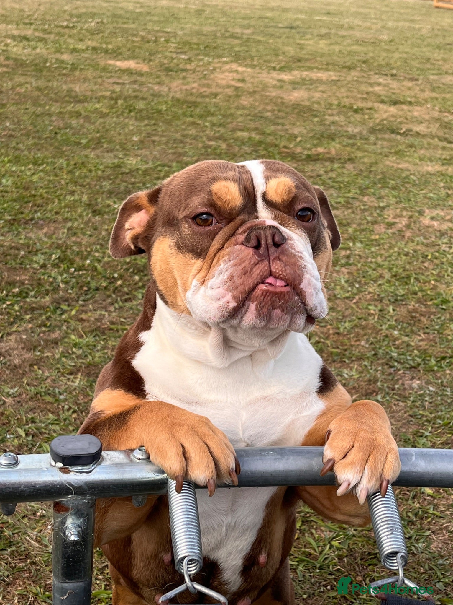 Olde English Bulldogge dogs Lovely Old english female - Advert 6