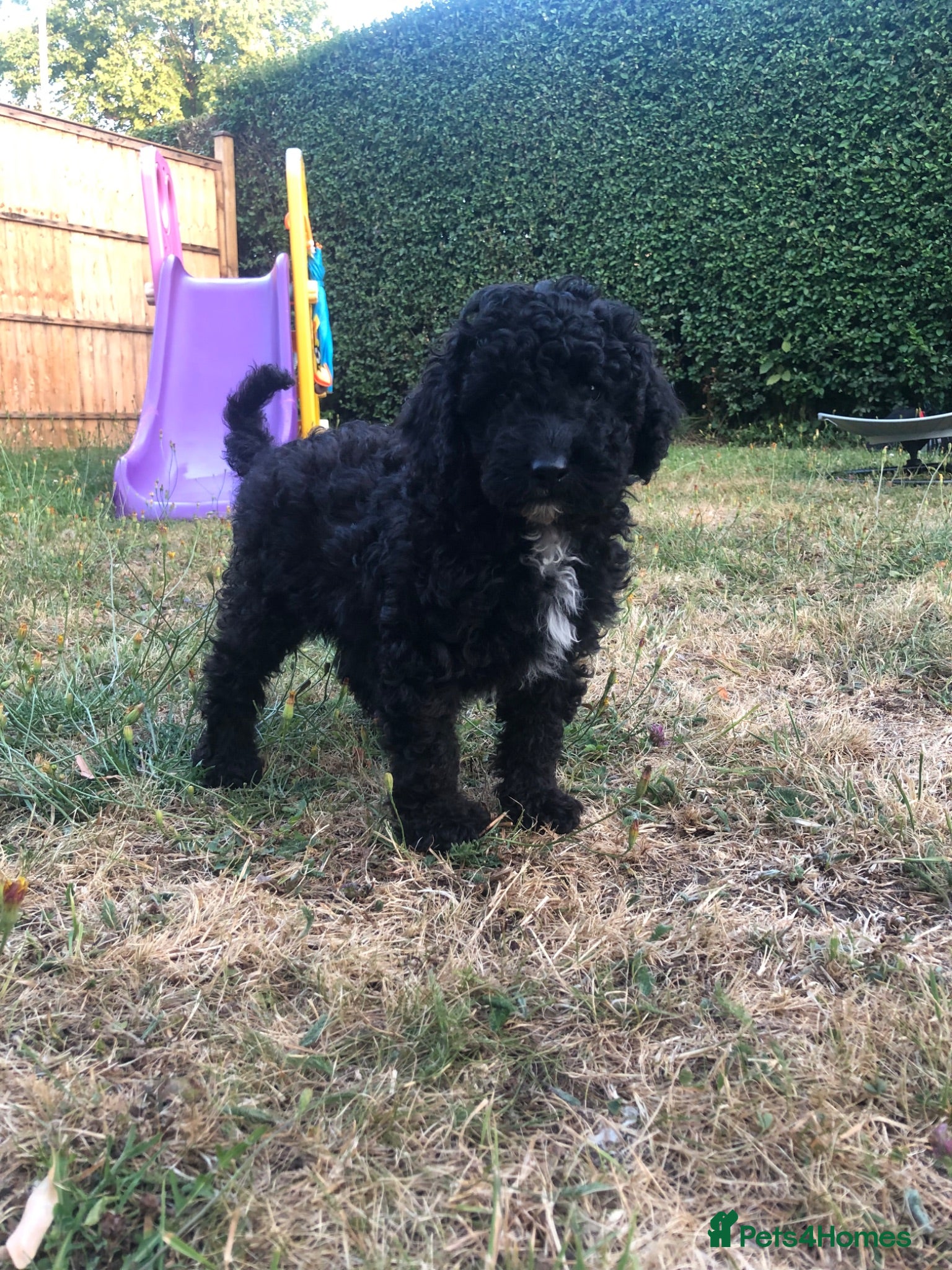 Miniature Poodle dogs Purebred Miniature 🐩 poodles  - Advert 6