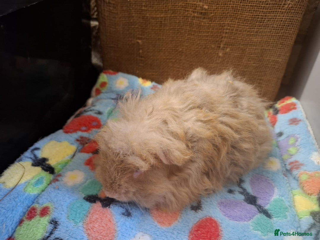 Guinea Pig rodents for sale: Baby Boars Different Breeds/Young Adult Sheltie in Swadlincote - Image 15