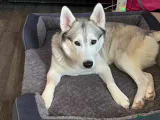 Siberian Husky dogs Husky Puppies for Sale - Advert 3