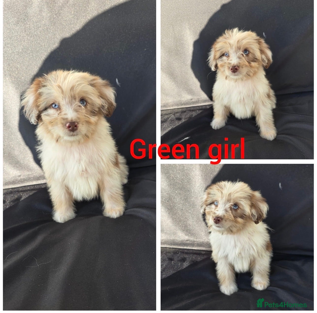 Aussiedoodle dogs READY NOW Aussiedoodle pups - Advert 3