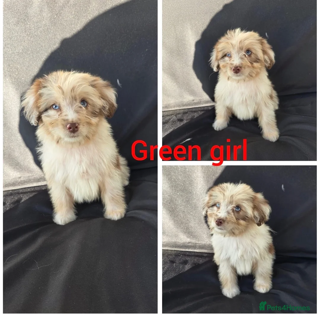 Aussiedoodle dogs for sale: READY NOW Aussiedoodle pups - Advert 1