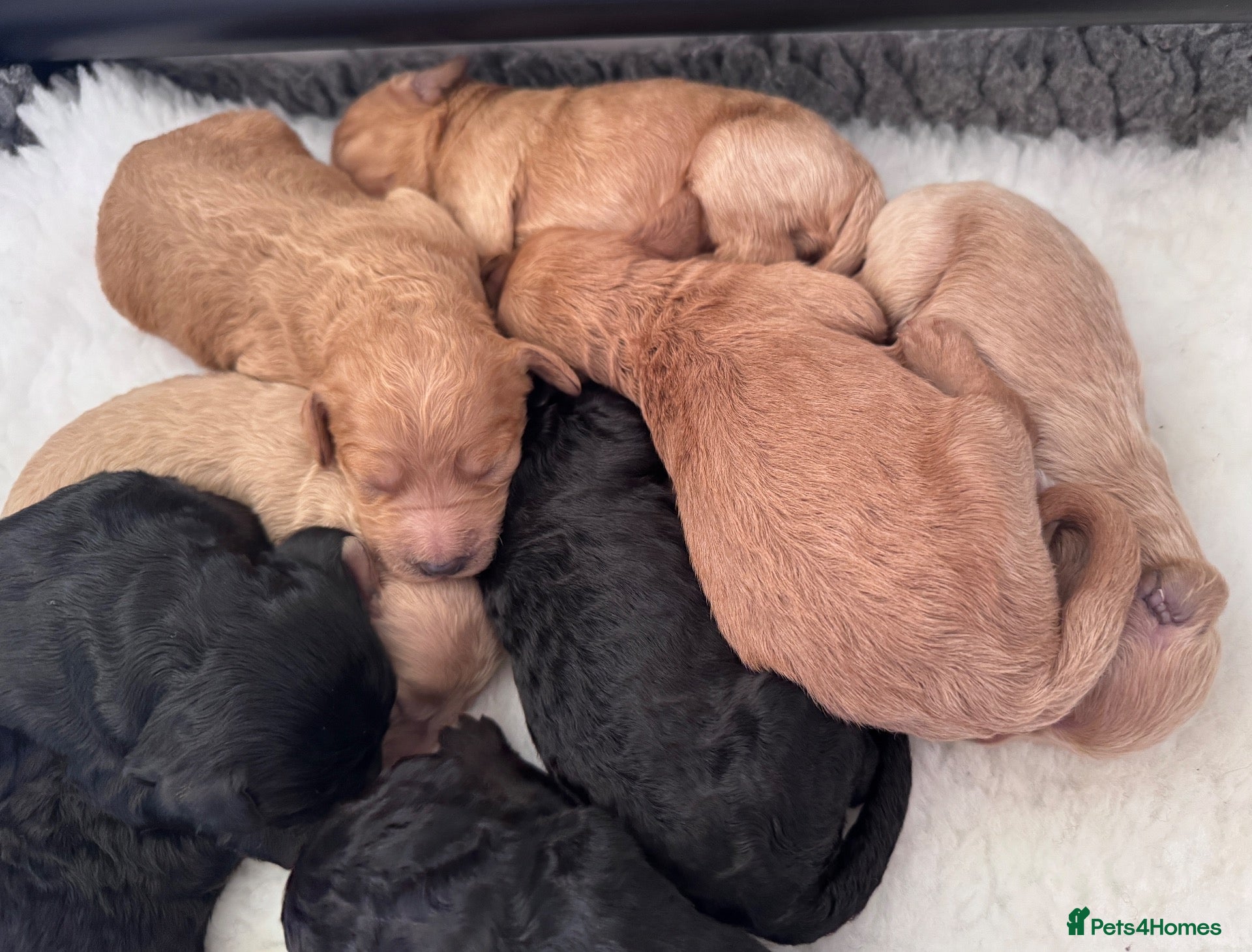 Mixed Breed dogs F1b medium Goldendoodle puppies - Advert 2