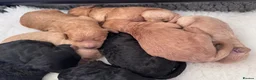 Mixed Breed dogs for sale: F1b medium Goldendoodle puppies - Advert 6