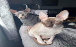 Cornish Rex cats for sale: Kira and Sushi - Image 11