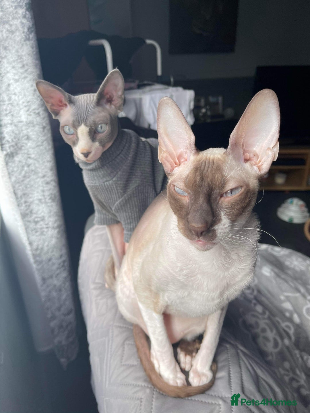 Cornish Rex cats for sale: Kira and Sushi - Image 11