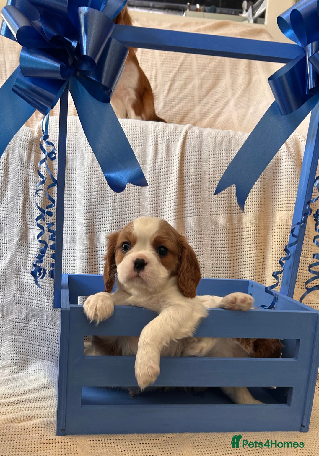 Cavalier King Charles Spaniel dogs for sale: Gorgeous Cavalier King Charles Puppies  - Image 13