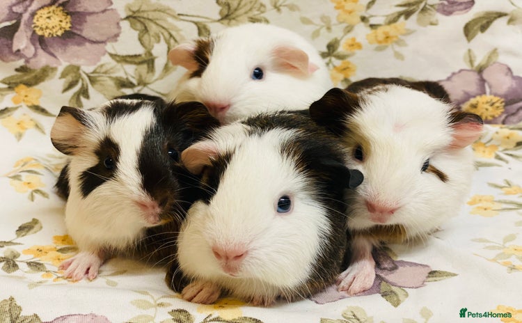 Guinea Pig rodents - Advert 3