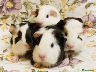 Guinea Pig rodents Pretty Baby boy Guineapigs ready to reserve - Advert 11