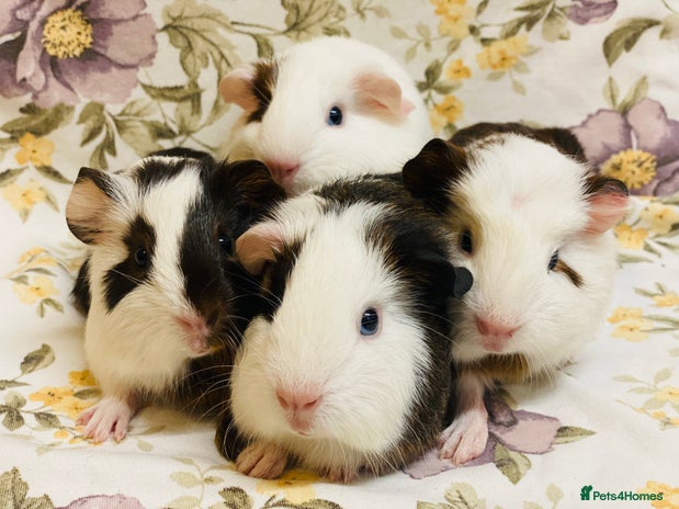 Guinea Pig rodents - Advert 1