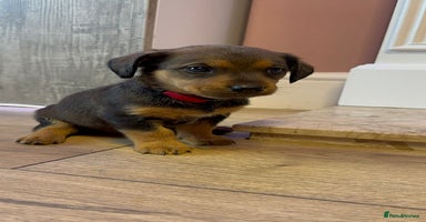 Mixed Breed dogs - Advert 3