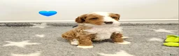 Australian Labradoodle dogs for sale: Stunning full Australian Labradoodle puppies  - Advert 2