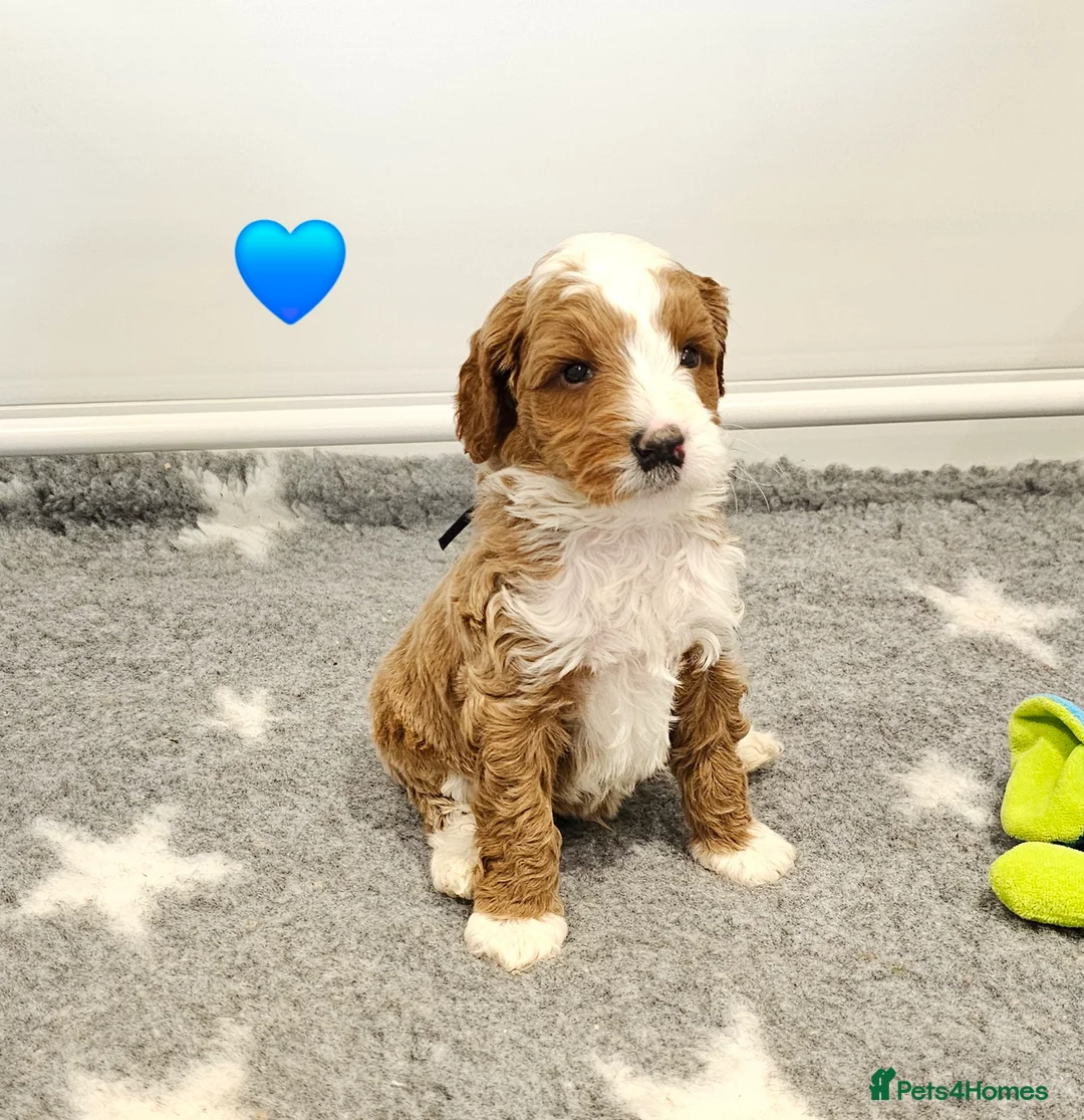 Australian Labradoodle dogs for sale: Stunning full Australian Labradoodle puppies  - Advert 2