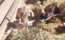 Goats livestock for sale: Pygmy Goat Nanny Kids x2 - Image 6