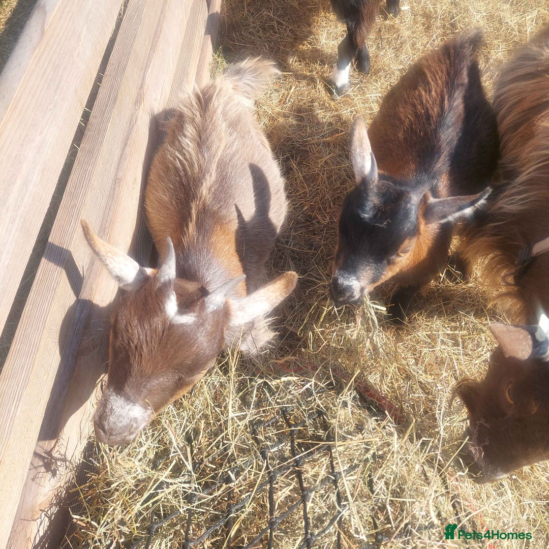 Goats livestock for sale: Pygmy Goat Nanny Kids x2 - Image 6