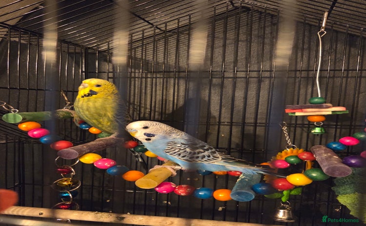 Budgerigars birds - Advert 5