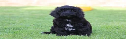 Cavapoo dogs for sale: Beautiful Cavapoo puppies for sale - Advert 15