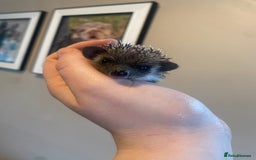 Pygmy Hedgehog rodents for sale: African Pygmy hedgehog for reservation  - Image 5