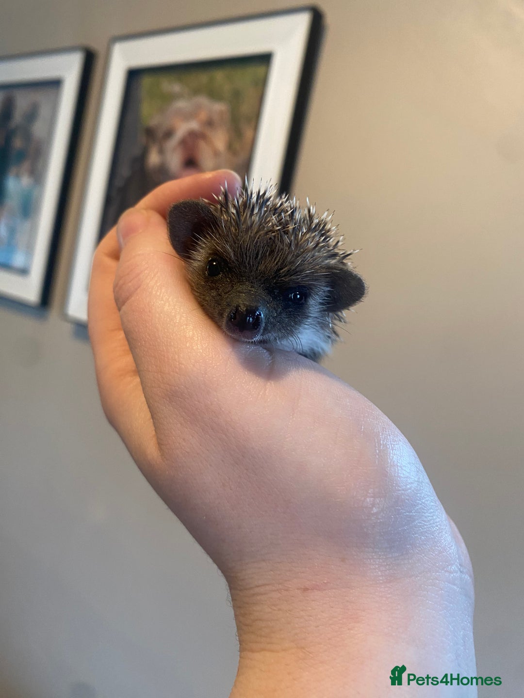 Pygmy Hedgehog rodents for sale: African Pygmy hedgehog for reservation  - Image 5