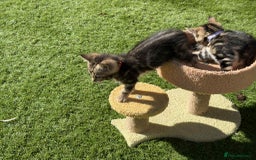 Bengal cats for sale: Bengal Cloud kittens / Maine coon - Image 4