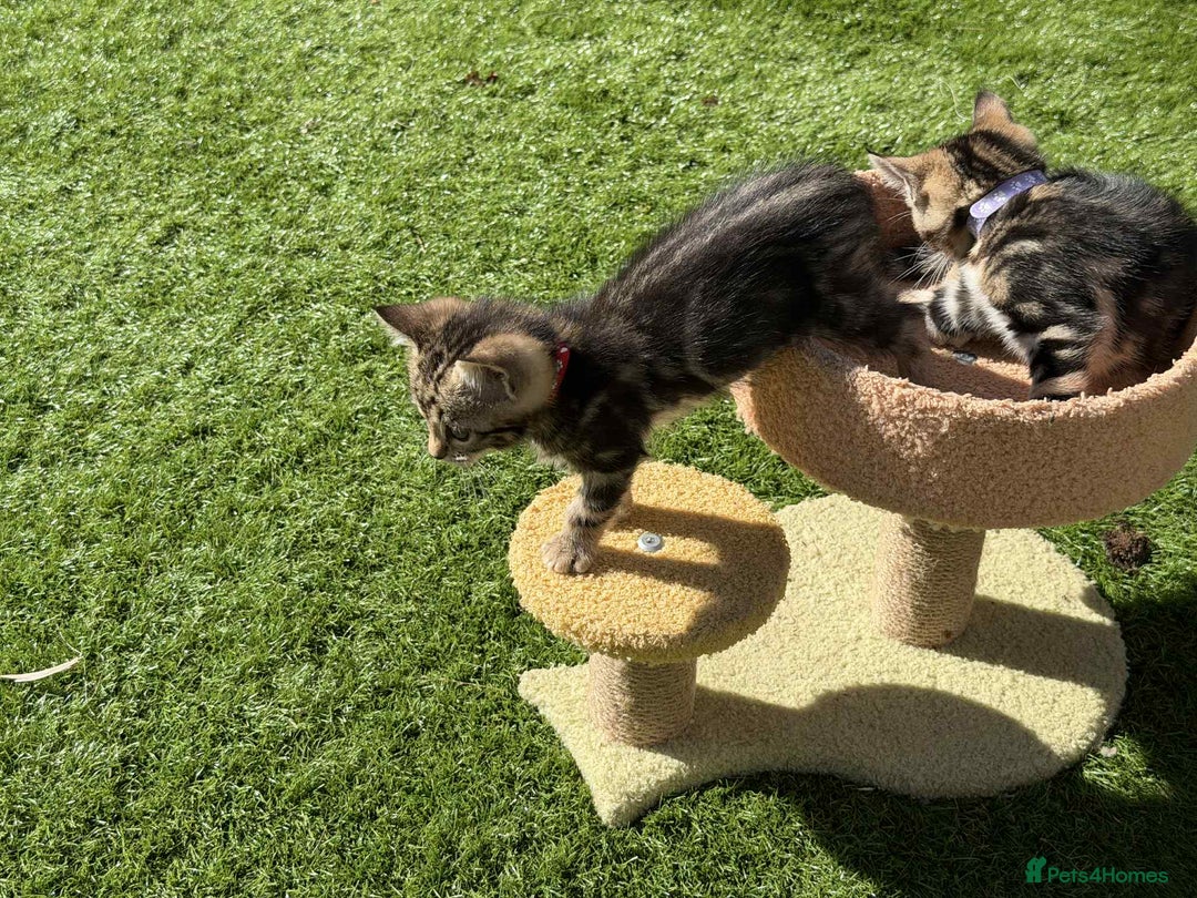 Bengal cats for sale: Bengal Cloud kittens / Maine coon - Image 4