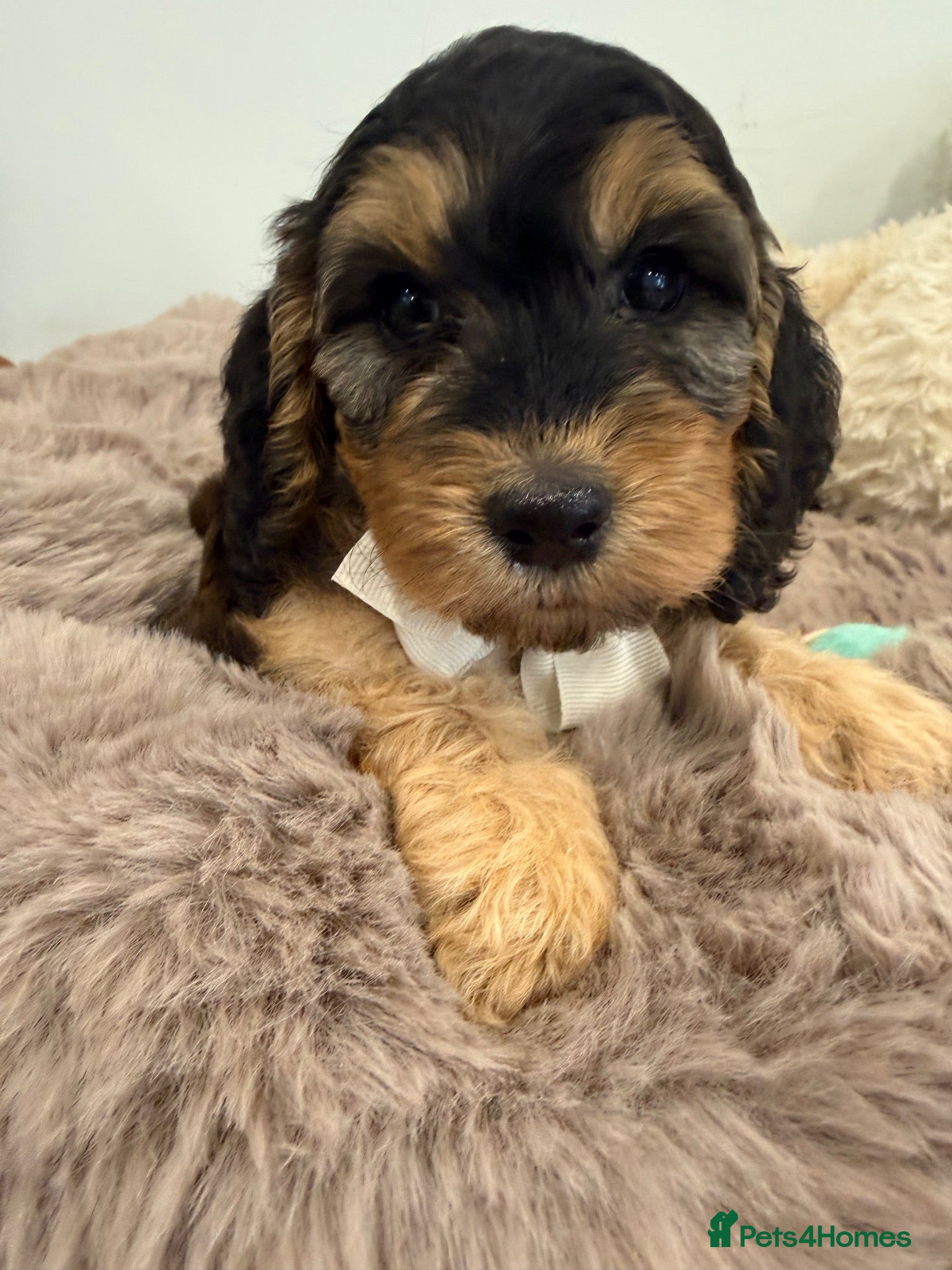 Cockapoo dogs Beautiful f1 sable pups. Full DNA & health clear. - Advert 6