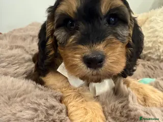 Cockapoo dogs Beautiful f1 sable pups. Full DNA & health clear. - Advert 6