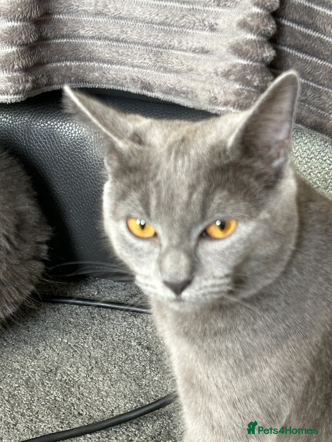 Mixed Breed cats for sale: Maine coon X British short hair - Advert 1