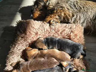 Dachshund dogs Wirehaired Daschund - Advert 1