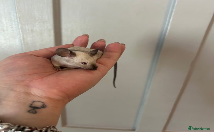 Mouse rodents - Advert 1
