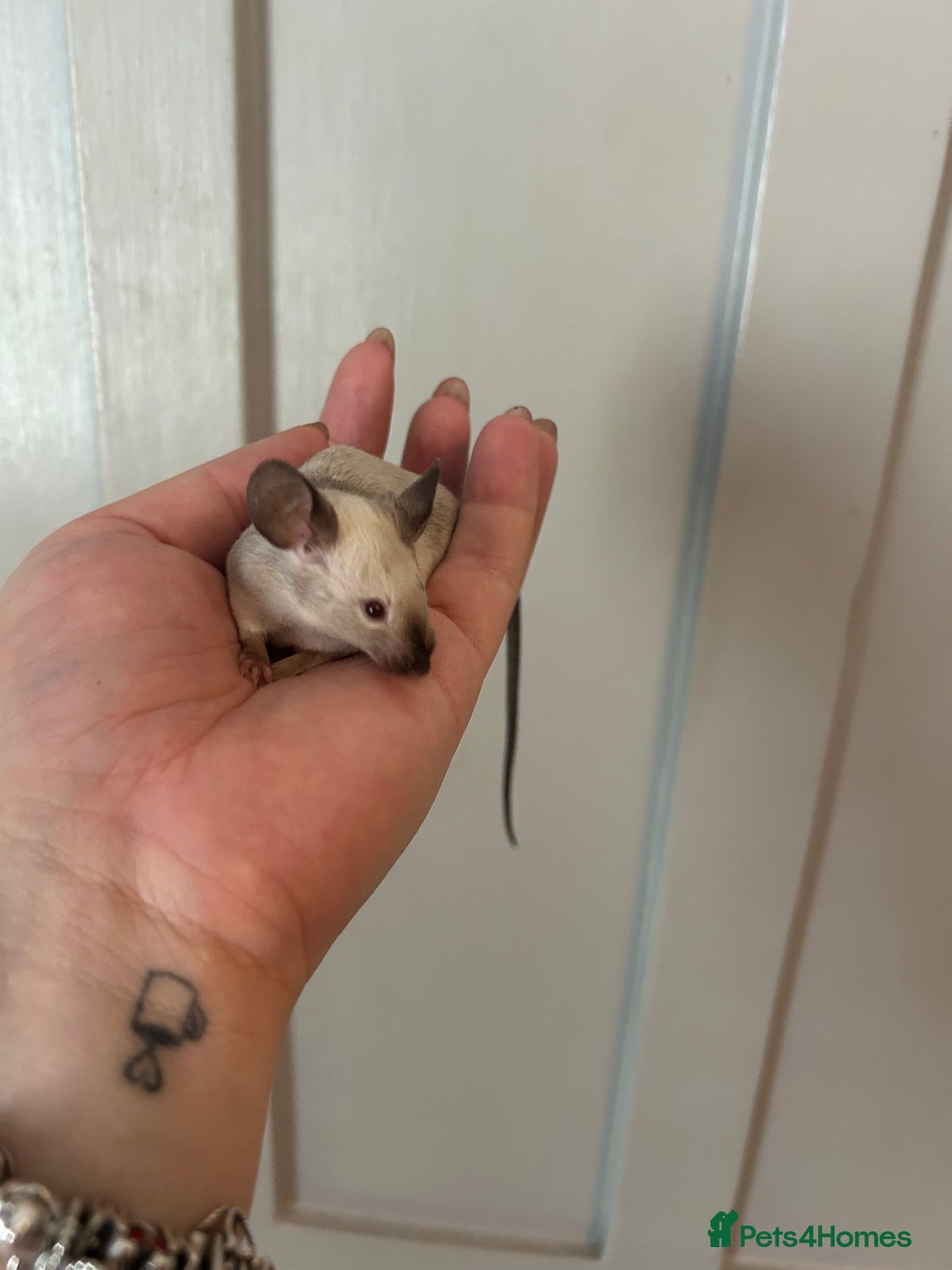 Mouse rodents for sale: Siamese baby mice  - Image 1