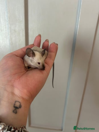 Mouse rodents - Advert 11