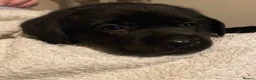 Labrador Retriever dogs for sale: KC reg Black and Chocolate Labrador Puppies - Advert 3