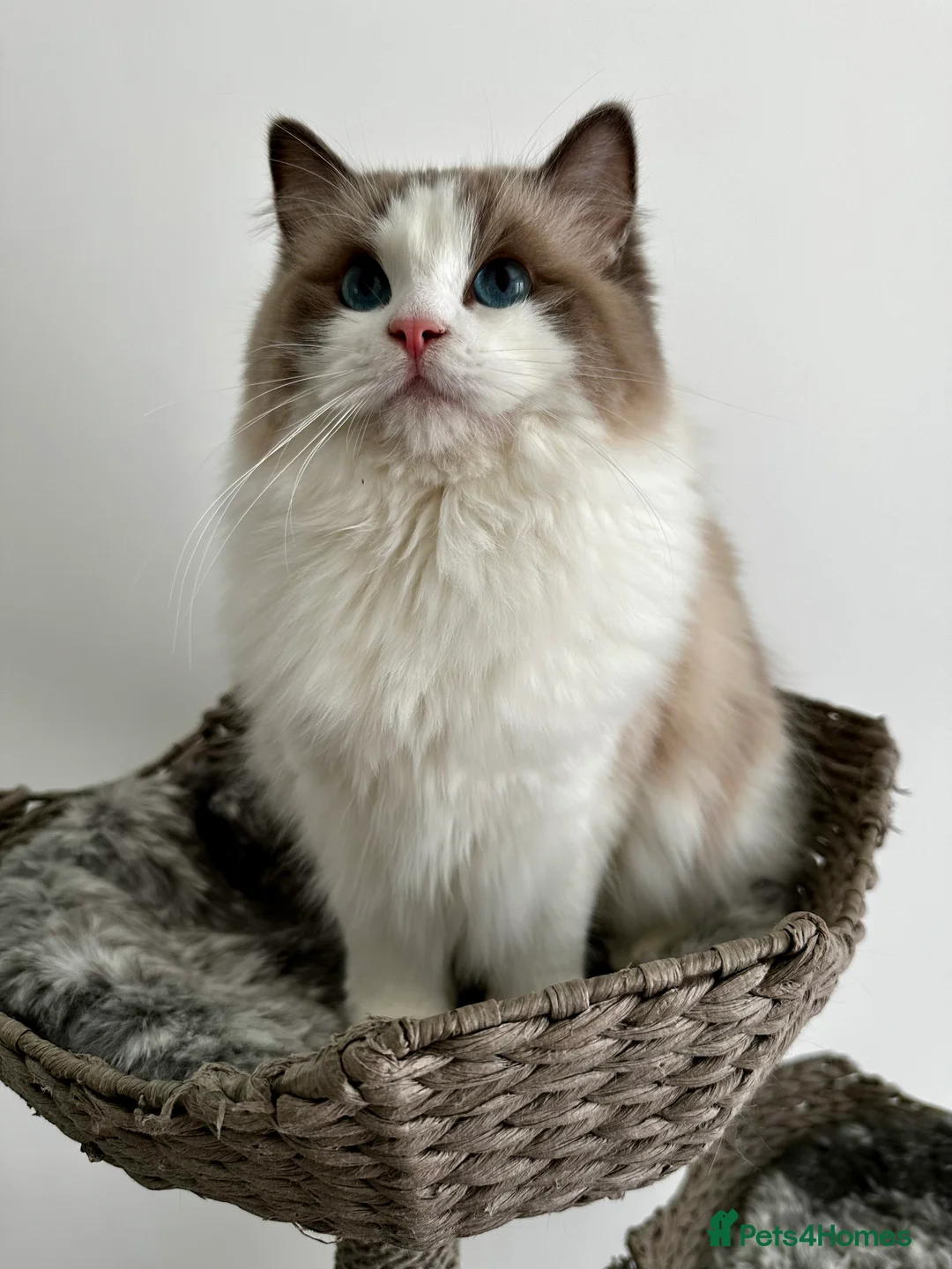 Ragdoll cats for sale:  🩷 Exquisite Active European Ragdoll 🇳🇱  - Advert 1