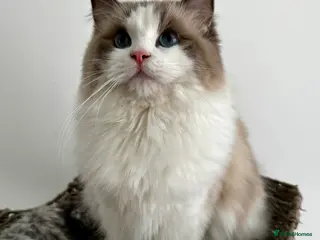 Ragdoll cats 🩷 Exquisite Active European Ragdoll 🇳🇱 - Advert 5