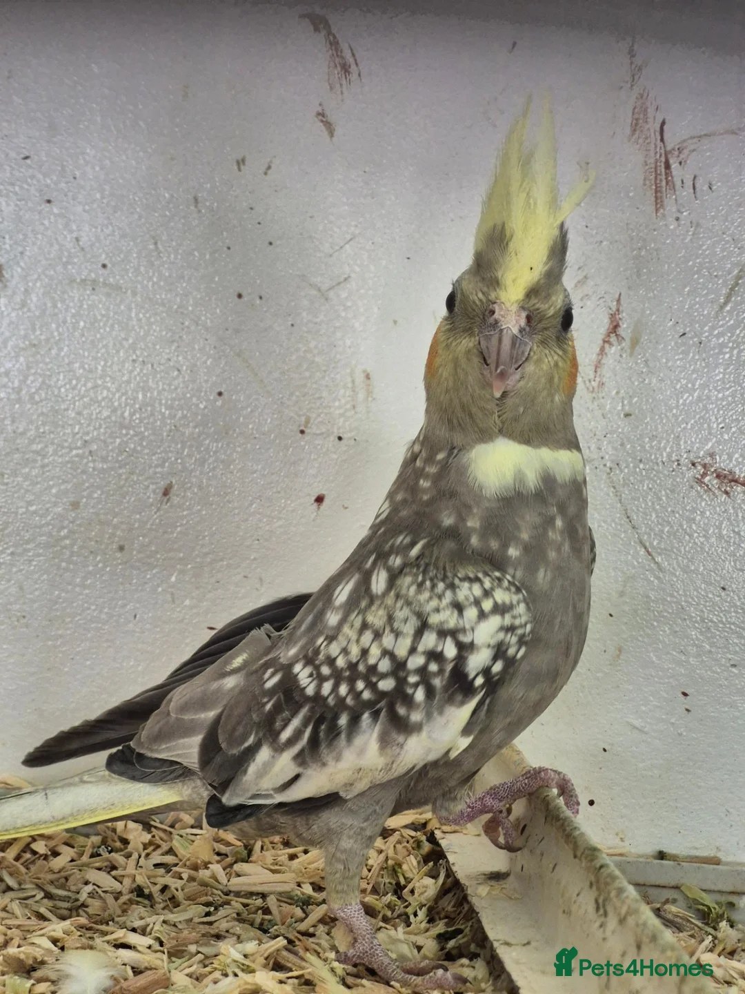Cockatiels birds for sale: Young Cockatiels and semi tame cockatiels  - Advert 2