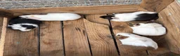 Guinea Pig rodents for sale: Female guinea pigs for sale sows  - Advert 10