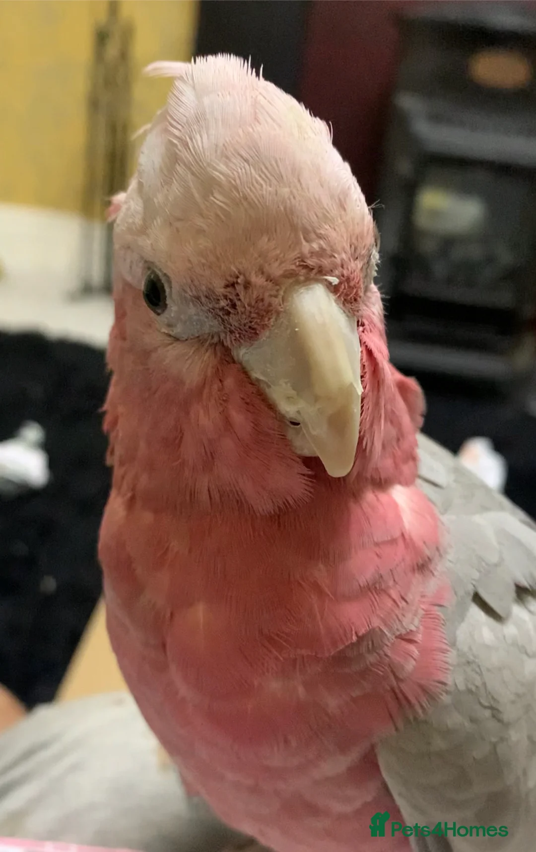 Cockatoo birds for sale: Female galah in Ellesmere - Advert 1