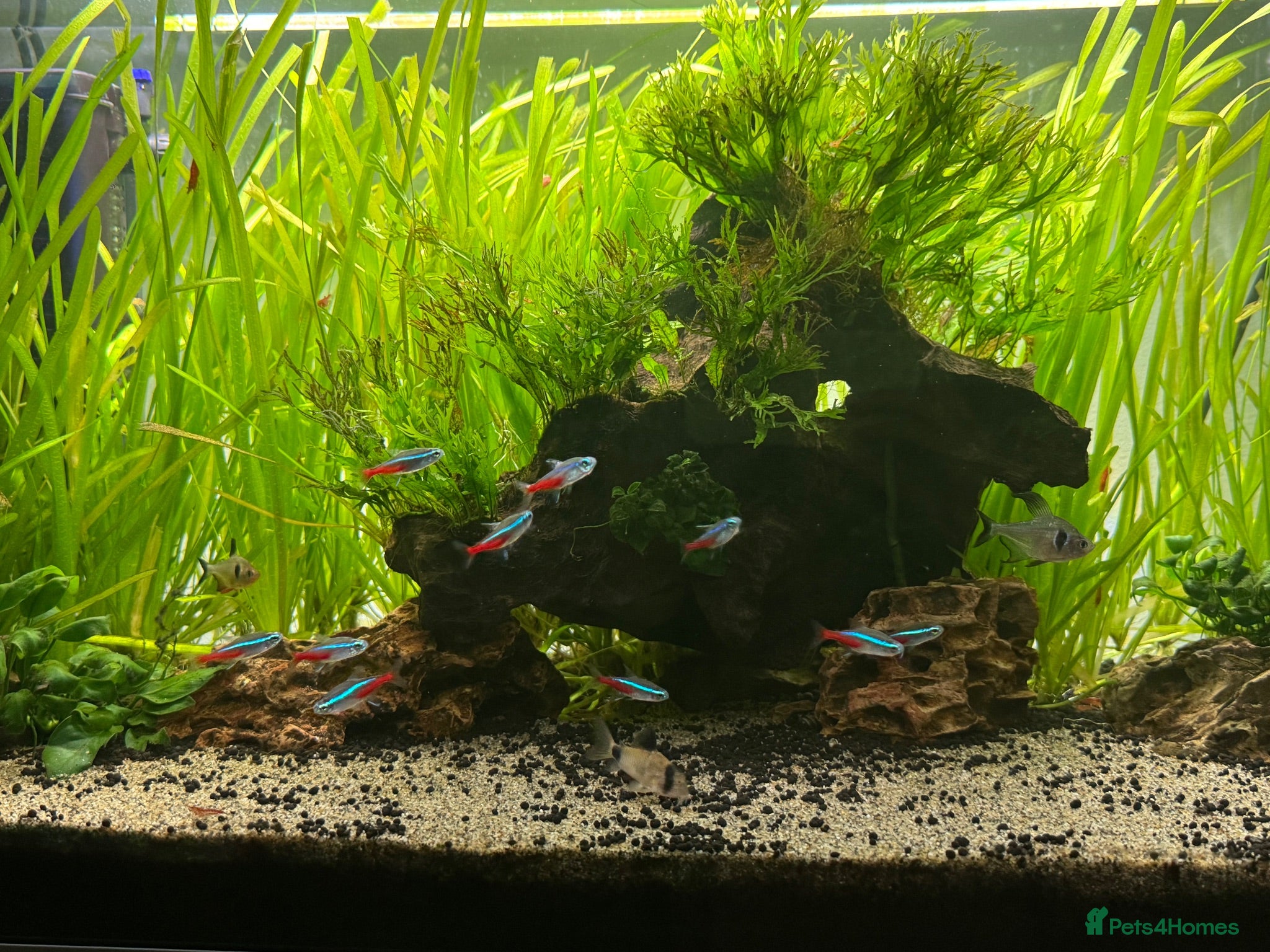 Plecos fish Aquarium / Fish Tank for sale  - Advert 1