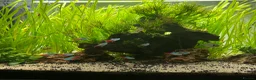 Plecos fish for sale: Aquarium / Fish Tank for sale  in East Grinstead - Advert 1