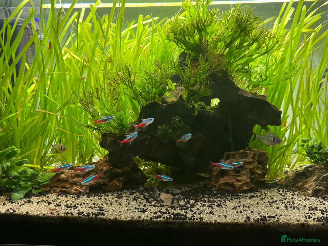 Plecos fish for sale: Aquarium / Fish Tank for sale  in East Grinstead - Advert 1